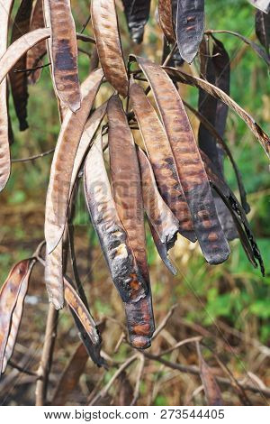 Dry Leucaena Glauca Seeds In Nature Garden