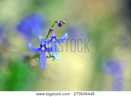 Blue Flowers Of Australian Native Lobelia Dentata, Family Campanulaceae, Growing In Sandy Soil In Wo