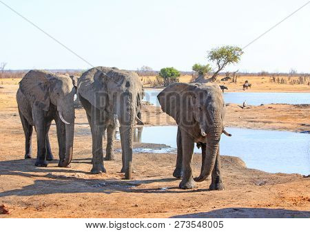 Close Up Of A Small Herd Of Elephants Standing Relaxed Next To A Small Waterhole With Buffalo In The