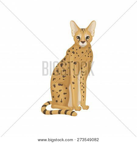 African Serval In Sitting Position. Wild Cat With Large Ears, Long Legs And Spotted Body. Flat Vecto