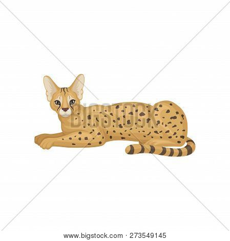 Serval Lying On Floor, Side View. Wild Cat With Large Ears And Black-spotted Brown Coat. Predatory A