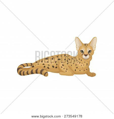 Portrait Of Lying Serval. Graceful Wild Cat With Large Ears And Spotted Body. African Animal. Flat V
