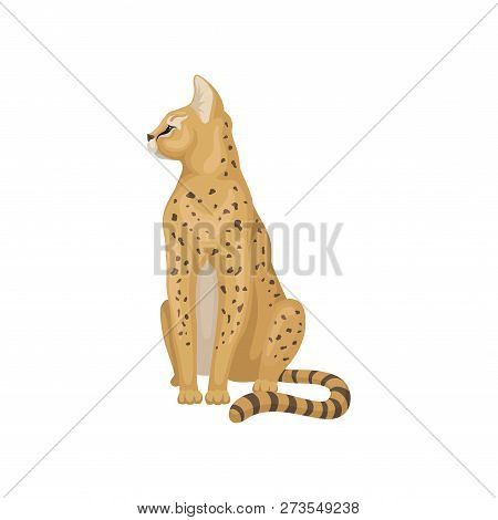 Cute Serval Sitting And Looking Around. Wild Cat With Black Spots On Body And Large Ears. African An