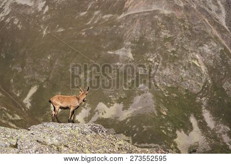 Horned Goat Male Alpine Capra Ibex On The High Rocks Stone In Dombay Mountains. North Caucasus. Russ