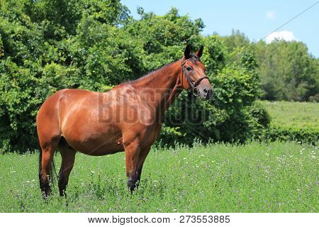 Bay Horse Standing In Grass Looking At The Surroundings