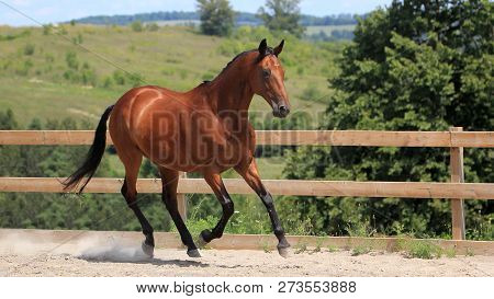 Bay Horse Having Fun In The Field Or Paddock