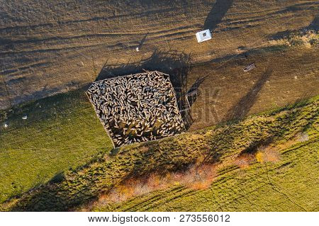Aerial Drone Shot Of Sheep