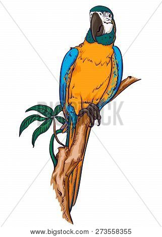 Blue And Yellow Macaw Parrot That Sits On A Tree Branch