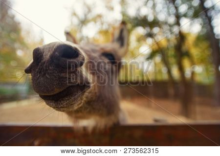 Portrait Of A Funny Looking Cute Fluffy Donkey.