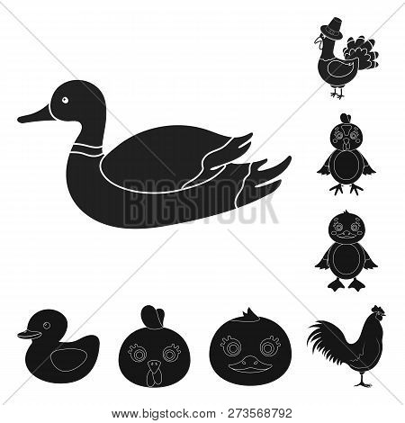 Vector Design Of Funny And Poultry Sign. Collection Of Funny And Farming Stock Vector Illustration.