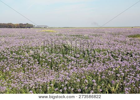 Field With Purple Flowers (phacelia) As Green Injector And Bee Food At Usquert. The Netherlands