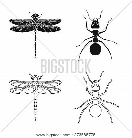 Isolated Object Of Insect And Fly Icon. Set Of Insect And Element Stock Vector Illustration.
