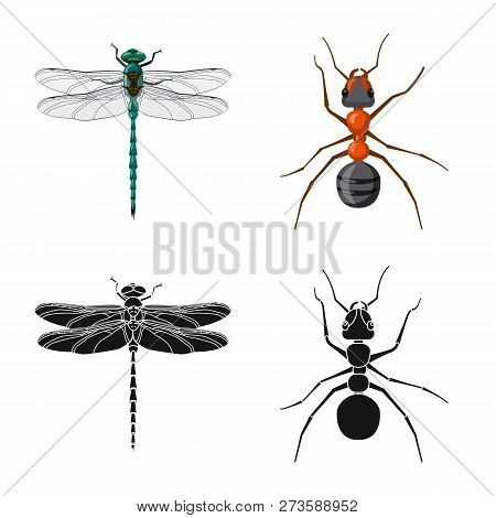 Isolated Object Of Insect And Fly Symbol. Collection Of Insect And Element Vector Icon For Stock.