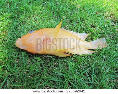 Red Devil Cichlid Fish, Dead Fish On The Grass