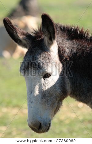 Cabeza de retrato de un asno en la naturaleza