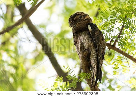 Black Howler monkey, genus Alouatta monotypic in subfamily Alouattinae, one of the largest of New Wo