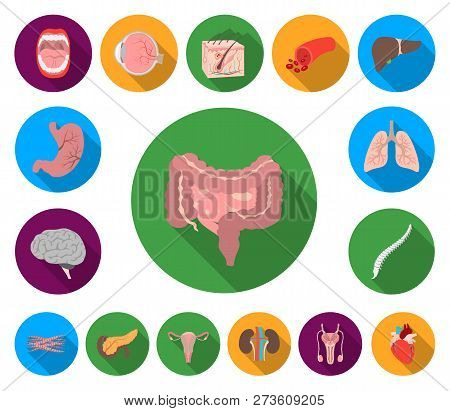 Internal Organs Of A Human Flat Icons In Set Collection For Design. Anatomy And Medicine Vector Symb