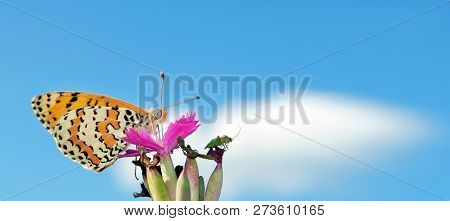 Beautiful Butterfly On A Meadow.  Brush-footed Butterflies. Copy Space