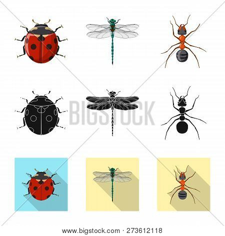 Isolated Object Of Insect And Fly Symbol. Set Of Insect And Element Vector Icon For Stock.