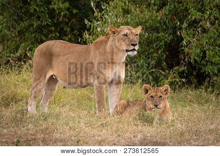 Lioness Stands Guarding Cub In Long Grass