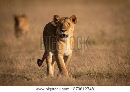 Lioness Walks In Grass With Another Behind