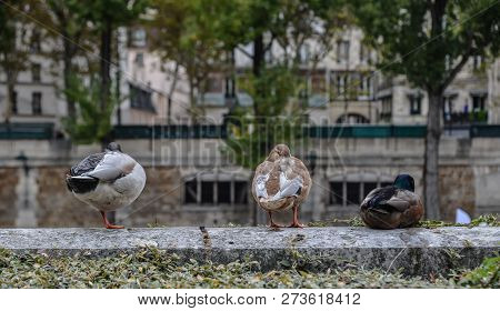 Ducks Relaxing On Riverbank Of Seine River In Paris, France.