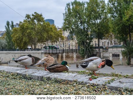 Ducks Relaxing On Riverbank Of Seine River In Paris, France.