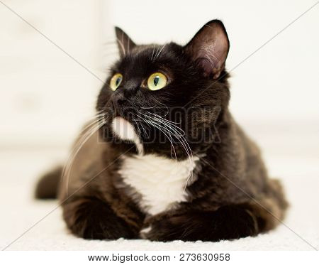 Beautiful Black Cat Lying On Isolated Background