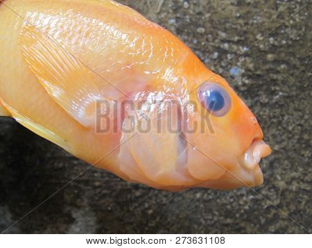 Close Up Of Red Devil Fish Head
