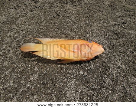Red Devil Fish Laying On The Ground, Water Pollution Concept