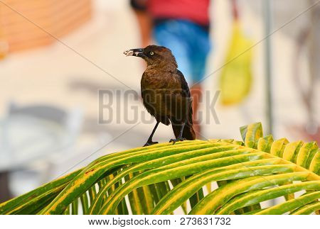 A Small Tropical Bird With A Worm In Its Beak