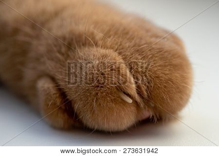 Soft Cat Feet With Claws On The Surface