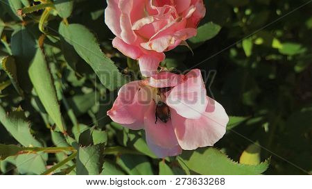 Beetle Inside Mini Rose On A Sunny Day