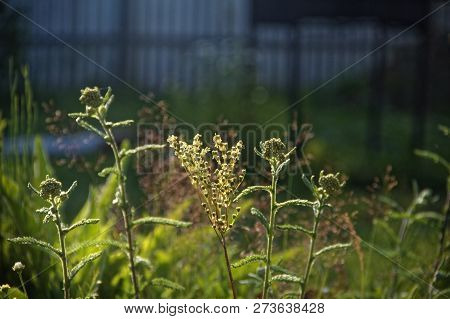 Wild Grass Grows In The Suburban Area, Russia