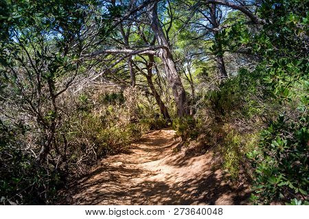 Walking And Hiking Beautiful Paths In The Forests Of Porquerolles Island, Provence Cote Dazur, Franc
