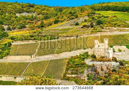 Ehrenfels Castle With Vineyards In Autumn. The Upper Middle Rhine Valley, Germany