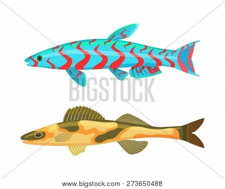 Cirrhitops Fasciatus Fish Set. Tropical Marine Animals Without Limbs. Cold-blooded Type With Spots O