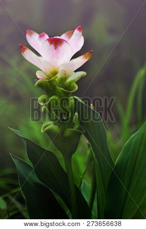 Curcuma Zanthorrhiza (siam Tulip Curcuma Alismatifolia) Flower In The Nature With Soft Light.