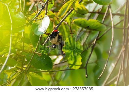 Bird (nectariniidae) On Branches Of Bushes, Of Currants.