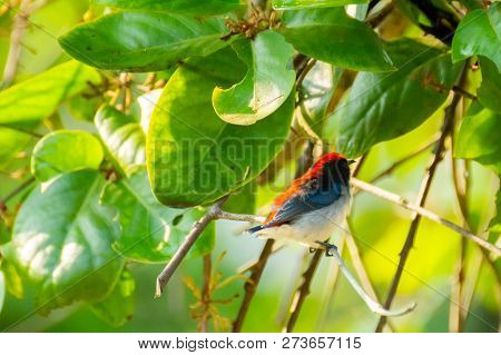 Bird (nectariniidae) On Branches Of Bushes, Of Currants.