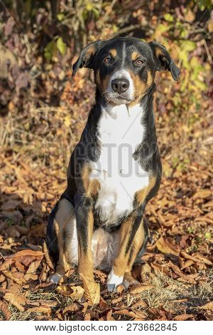 Beautiful Appenzeller Mountain Dog In The Autumn