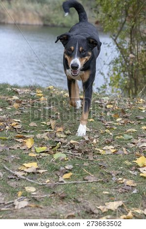 Beautiful Mountain Dog In The Autumn, Appenzeller Sennenhund