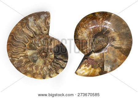 Nautilus Shell Fossil Isolated On White Background. Sliced Fossil