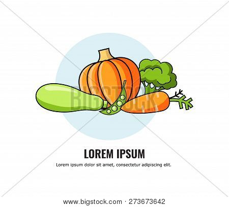 Vector Of Healthy Food Design With Vegetables: Carrot, Pumpkin, Zucchini, Broccoli. Vector Illustrat