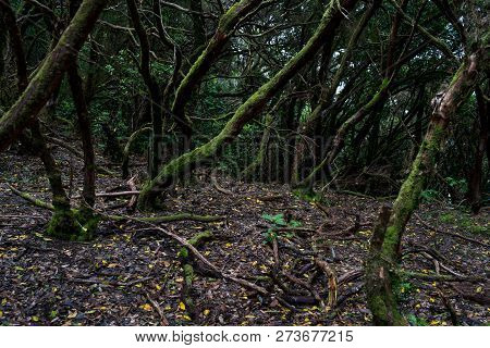Relict Anaga Forest On The Slopes Of The Macizo De Anaga Mountain Range. Tenerife. Canary Islands. S