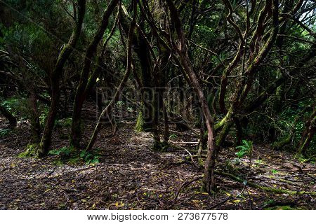 Relict Anaga Forest On The Slopes Of The Macizo De Anaga Mountain Range. Tenerife. Canary Islands. S