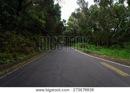 The Road Through The Relict Anaga Forest On The Slopes Of The Macizo De Anaga Mountain Range. Teneri