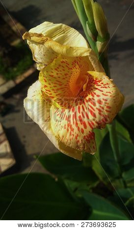 Rare Brazilian Pink Canna Lily Showing Her Personality On A Sunny Day