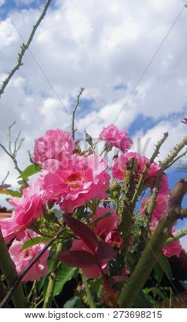 Brazilian Carnation With Blue Sky Landscape On Sun