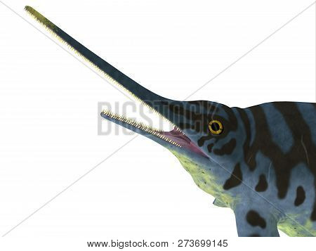 Eurhinosaurus Reptile Head 3d Illustration - Eurhinosaurus Was A Carnivorous Ichthyosaur Reptile Tha